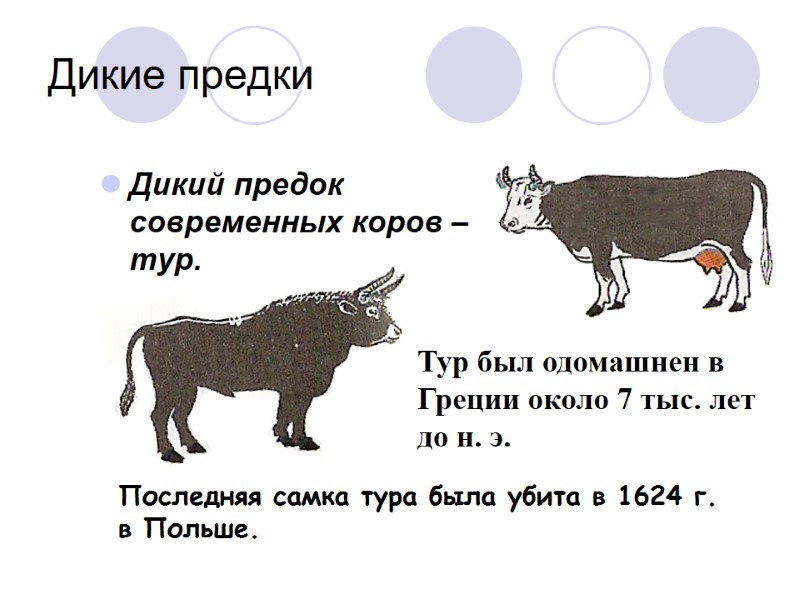 Дикие предки Дикий предок современных коров – тур. Тур был одомашнен в Греции около